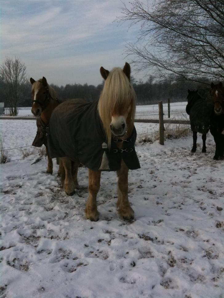 Haflinger stald handbergs Nuschka billede 15