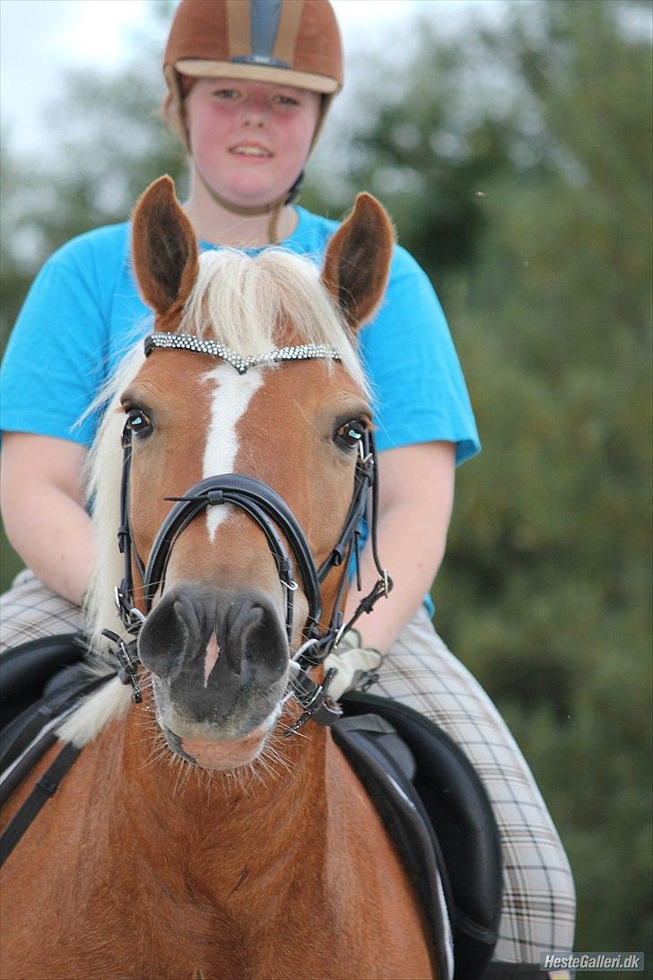 Haflinger stald handbergs Nuschka - dagen inden store hestedag billede 18