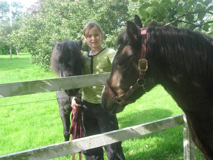 Dartmoor Amanda billede 2