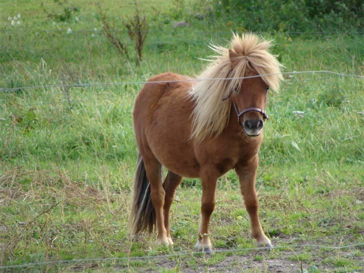 Miniature Jasmin billede 2