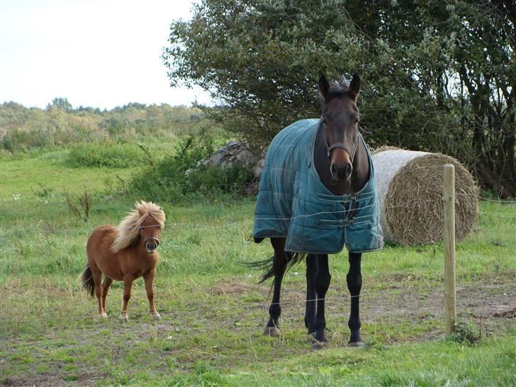 Miniature Jasmin billede 3