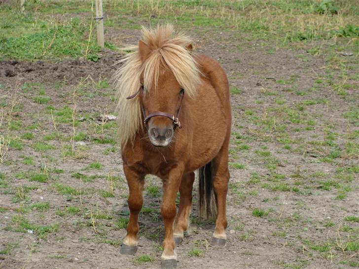 Miniature Jasmin billede 4