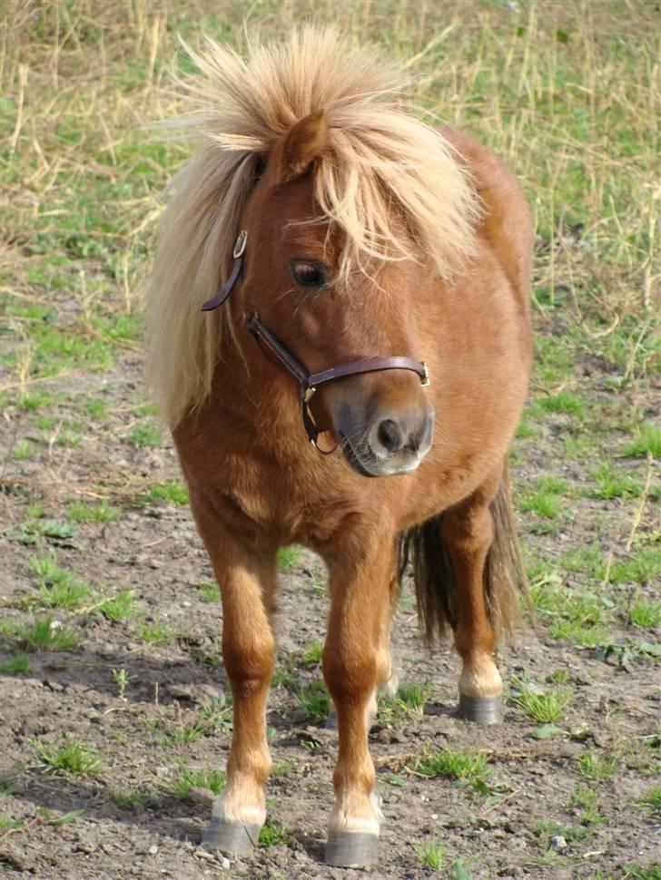 Miniature Jasmin billede 5