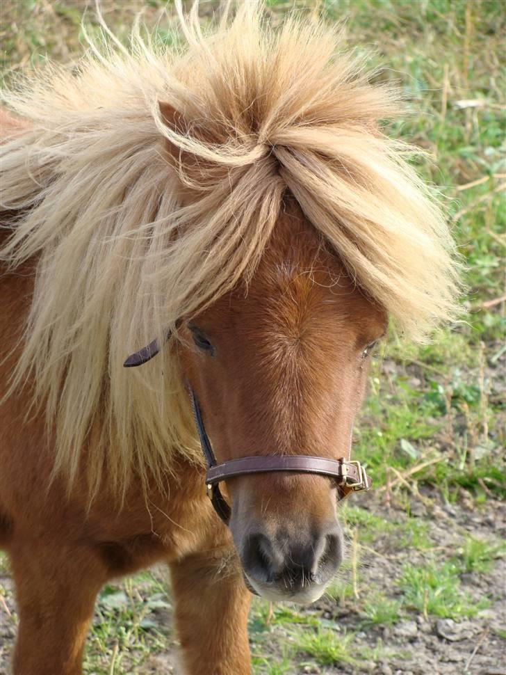 Miniature Jasmin billede 6