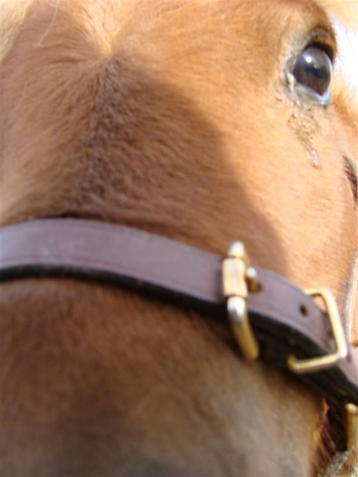 Miniature Jasmin billede 7