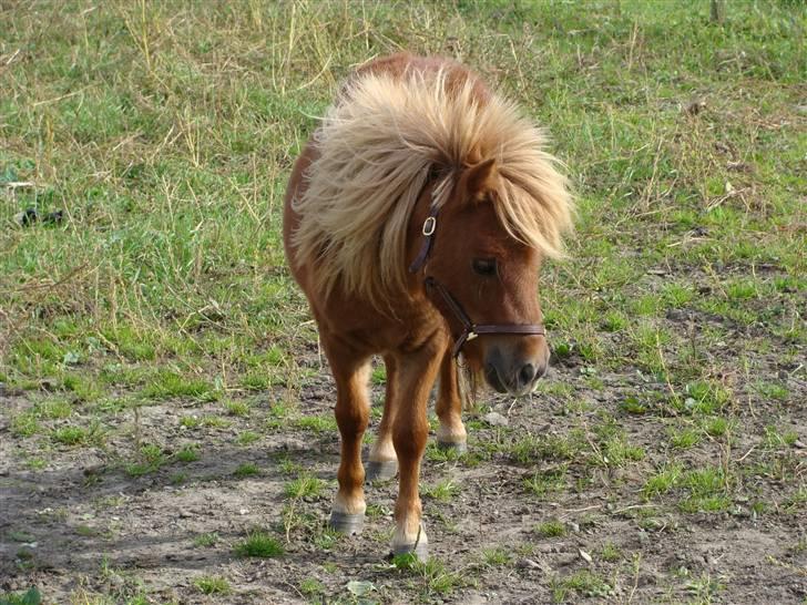 Miniature Jasmin billede 8