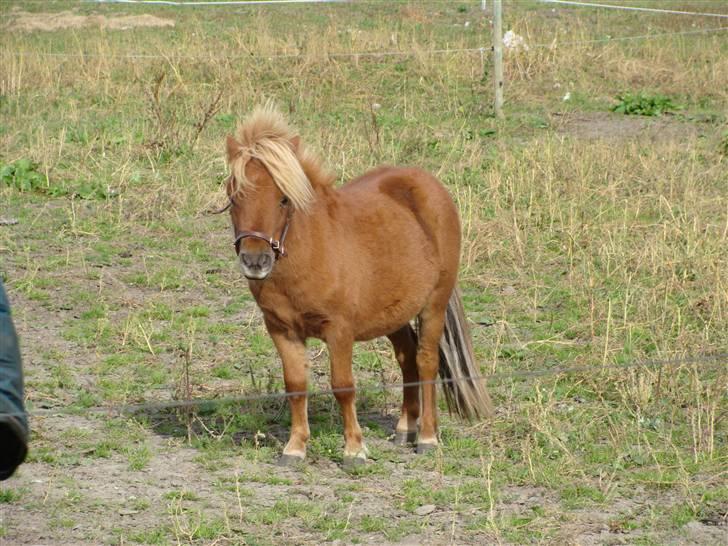 Miniature Jasmin billede 9