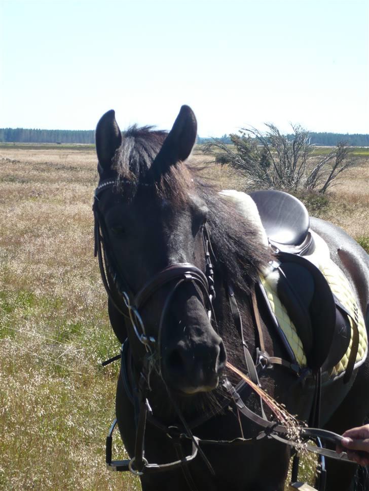 Anden særlig race Daisy *SOLGT* billede 3