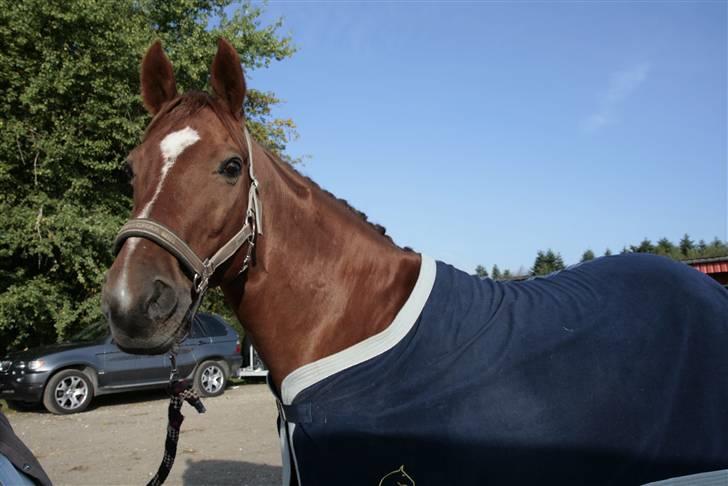 Anden særlig race May Carnation - Stævne VEK, 27/9-08. (fotograf: mig) billede 13