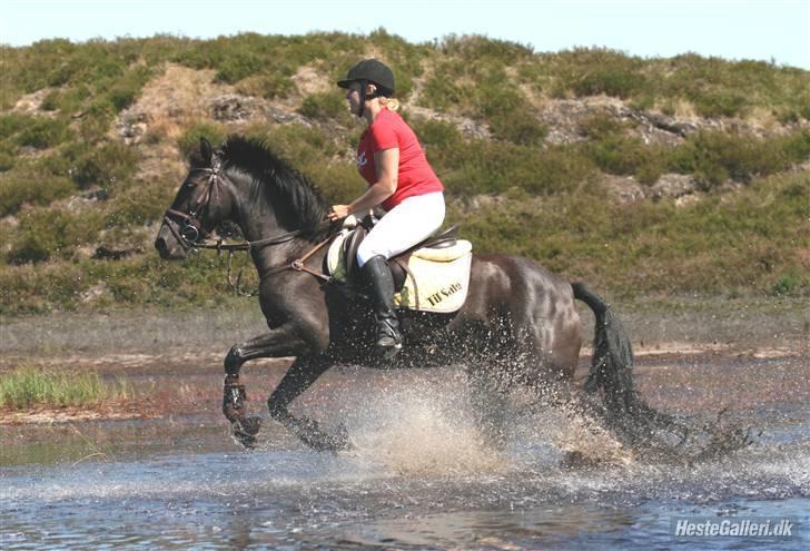 Anden særlig race Daisy *SOLGT* billede 5