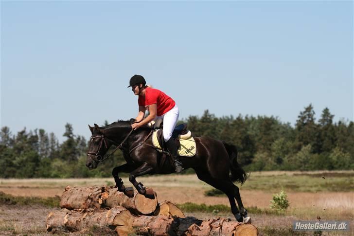 Anden særlig race Daisy *SOLGT* billede 7