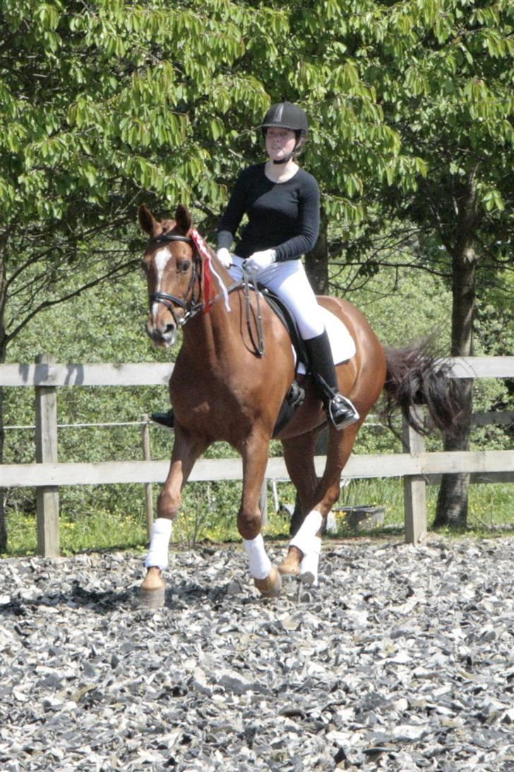 Anden særlig race May Carnation - May & Helle til stævne maj 09, æresrunde :D (fotograf: mig) billede 16