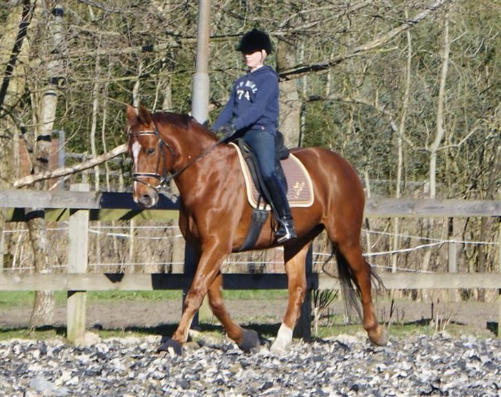Anden særlig race May Carnation - Becca rider May, 10/4-09 (fotograf: Rebecca bay) billede 17
