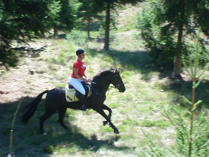 Anden særlig race Daisy *SOLGT* billede 9