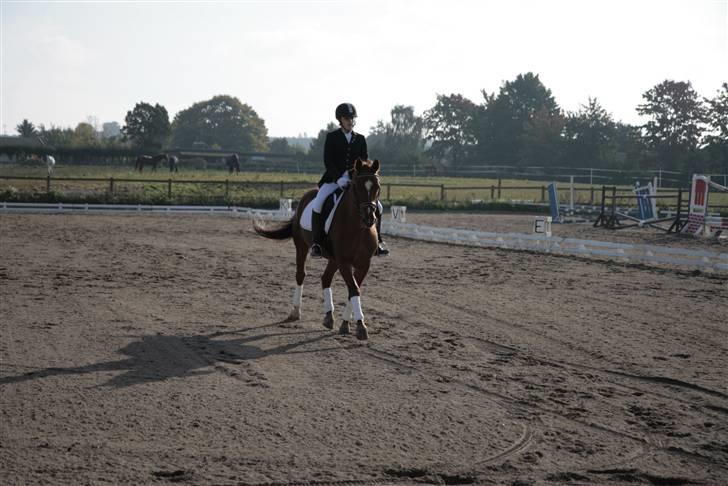 Anden særlig race May Carnation - Olivia og May. Stævne VEK, 27/9-08 billede 18