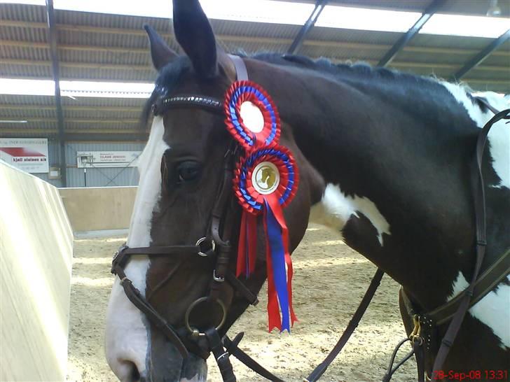 Pinto Cheyenne (solgt & savnet) - Lige redet LD og LC <33 billede 16