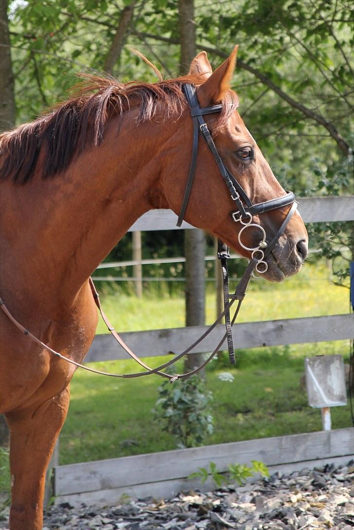 Anden særlig race May Carnation - May på banen.. Juli 2010 billede 5