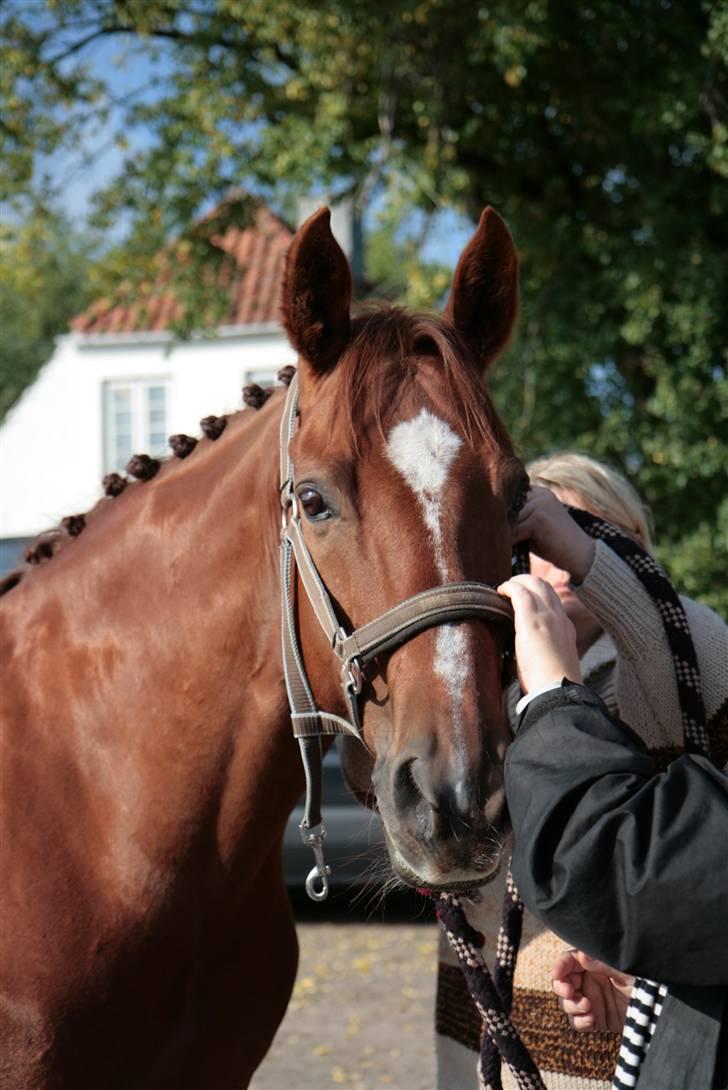 Anden særlig race May Carnation - Stævne VEK, 27/9-08 (fotograf: mig) billede 19