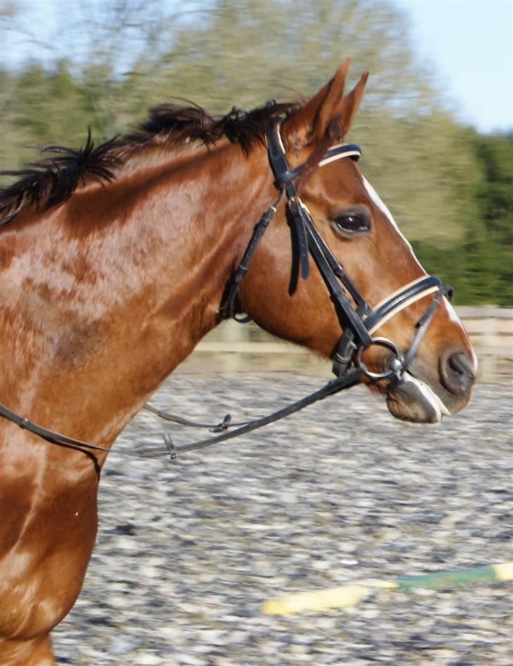 Anden særlig race May Carnation - April 2009 - foto: Rebecca Faurskov billede 15