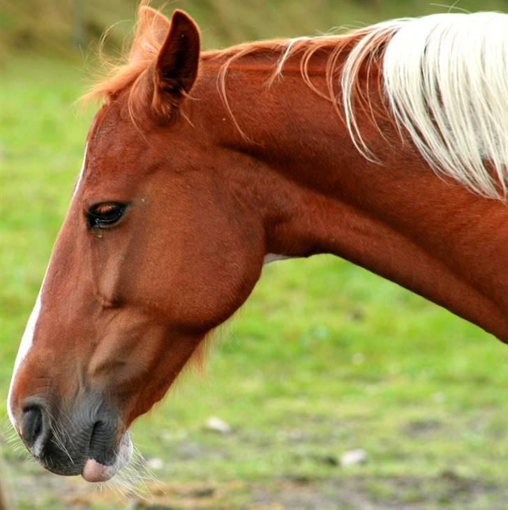Anden særlig race Speedy (Red) - Speedy stener på marken ;D Foto: MMB billede 1