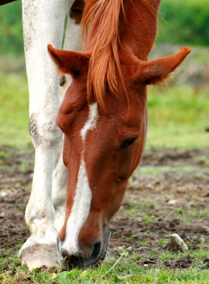 Anden særlig race Speedy (Red) - Uuh det kløer .. :D Foto: MMB billede 2