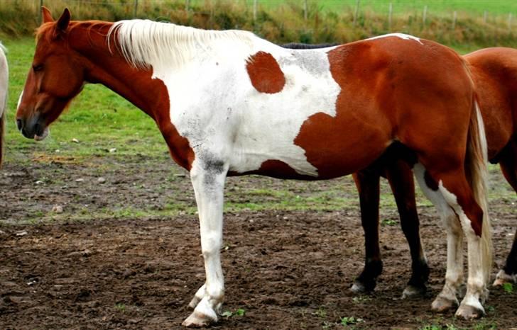 Anden særlig race Speedy (Red) - lidt træt har man da lov til at være XD Foto: MMB billede 3
