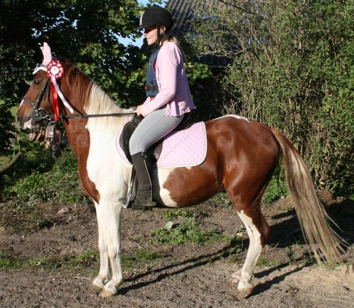 Anden særlig race Speedy (Red) - efter stævne på SPS( der jeg går til ridning) 1 plads i begynder.. HAHAXD Foto: Mor. billede 4