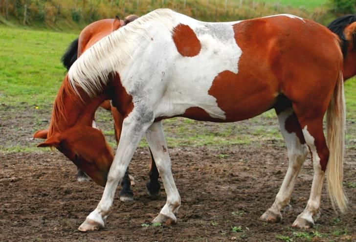 Anden særlig race Speedy (Red) - det kløer ! Foto: MMB billede 5