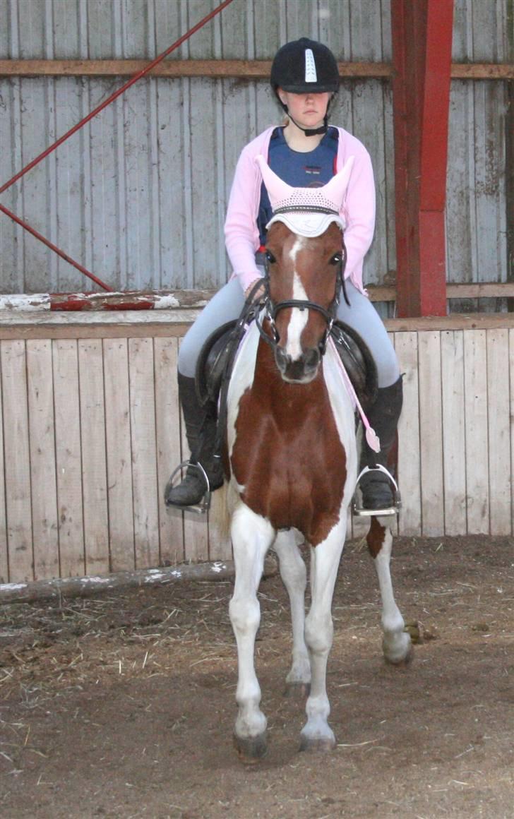 Anden særlig race Speedy (Red) - ... Foto Mor billede 7