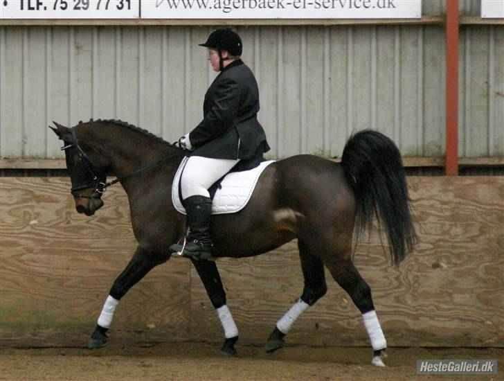 Anden særlig race Laban *Solgt* - Os i trav til stævne i Helle Rideklub den 22. marts 2009. Fotograf: Marianne billede 3