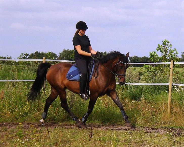 Anden særlig race Laban *Solgt* - Laban og Anni i trav den 14. september 2010. Fotograf: mig billede 4