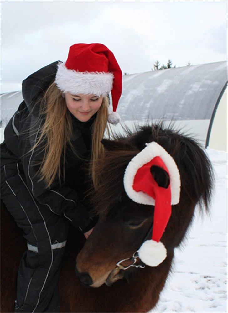 Islænder Björk fra Juelsgård billede 1