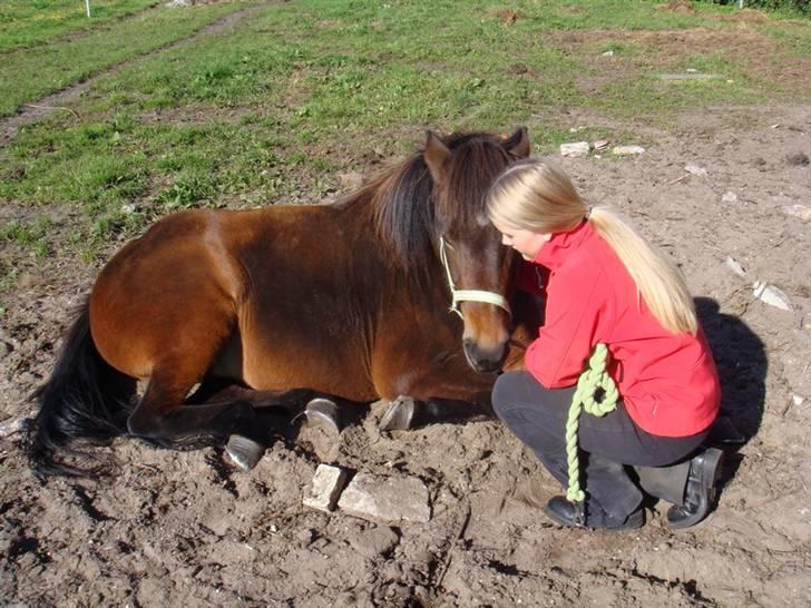 Islænder Björk fra Juelsgård billede 2