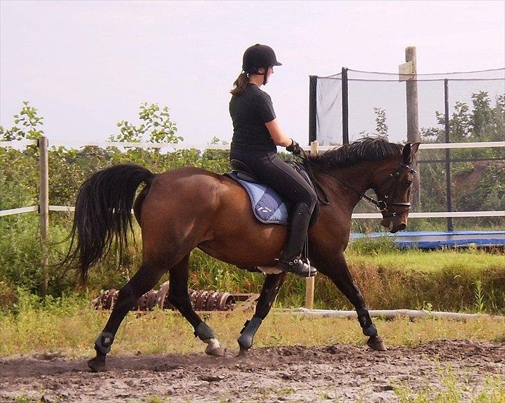 Anden særlig race Laban *Solgt* - Laban og Anni i trav den 14. september 2010. Fotograf: mig billede 6