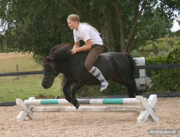 Shetlænder Børge "den sorte" :) billede 2