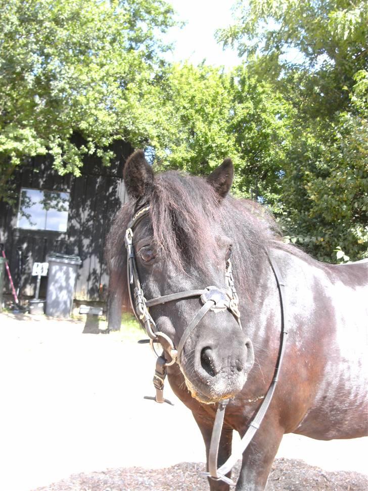 Shetlænder Børge "den sorte" :) billede 3