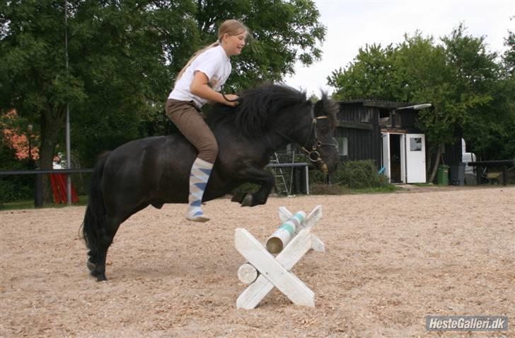 Shetlænder Børge "den sorte" :) billede 4