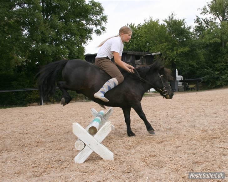 Shetlænder Børge "den sorte" :) billede 5