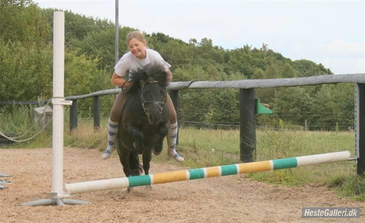 Shetlænder Børge "den sorte" :) billede 6