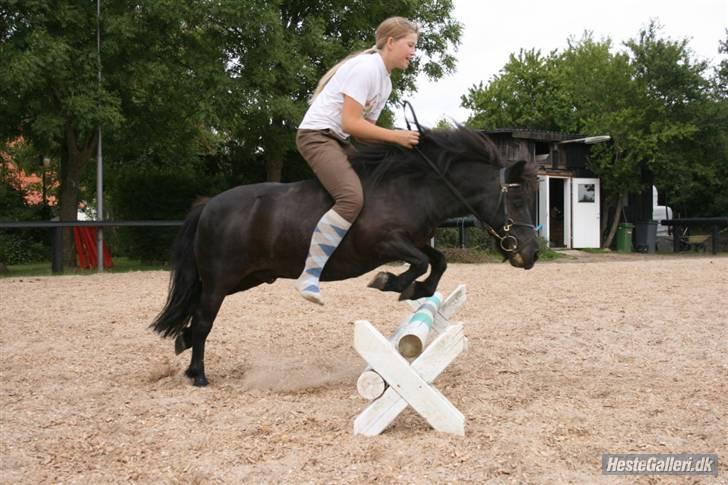 Shetlænder Børge "den sorte" :) billede 7