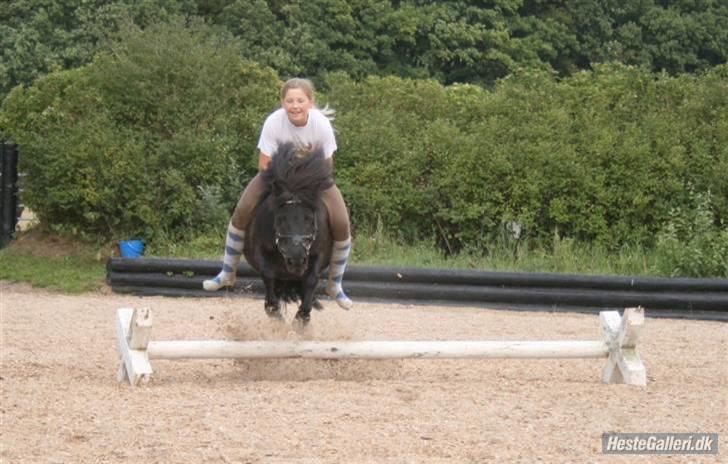 Shetlænder Børge "den sorte" :) billede 8