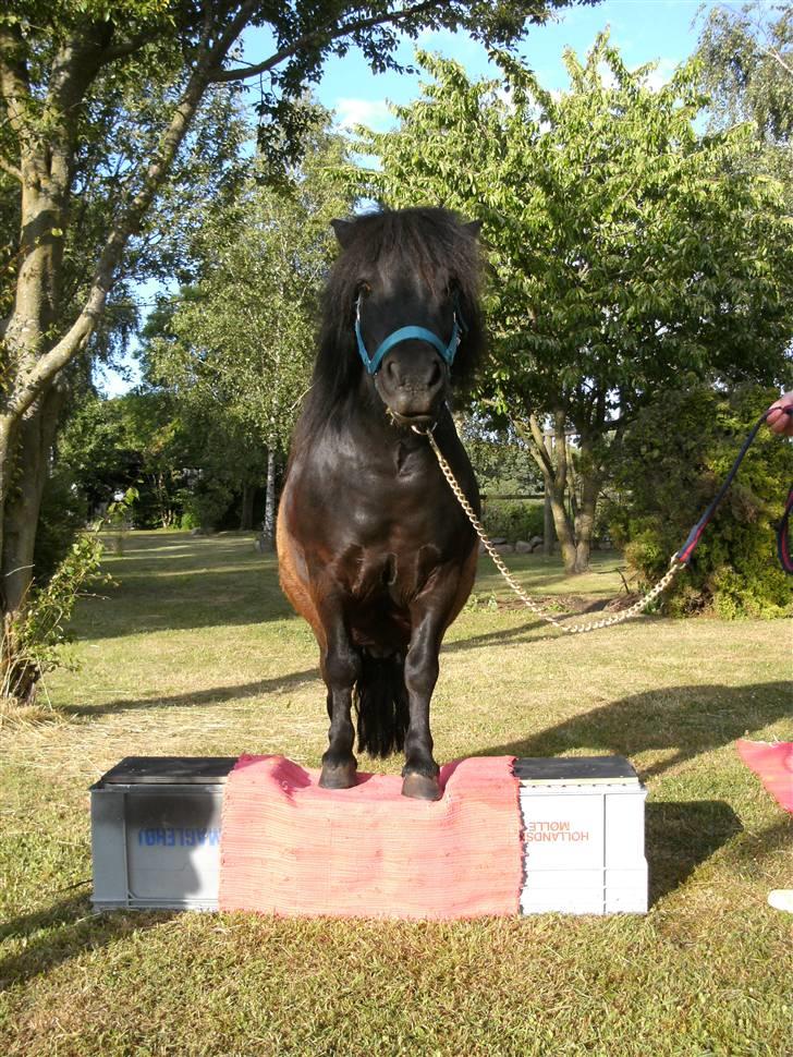 Shetlænder Børge "den sorte" :) billede 9