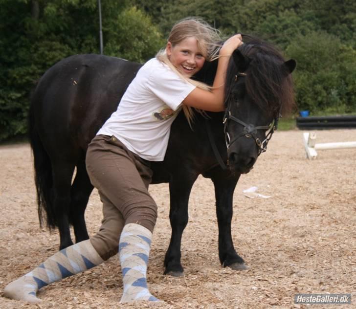 Shetlænder Børge "den sorte" :) billede 10