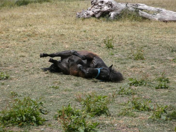Shetlænder Børge "den sorte" :) billede 11