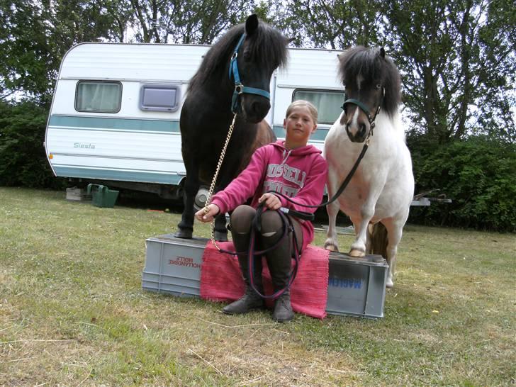 Shetlænder Børge "den sorte" :) billede 12