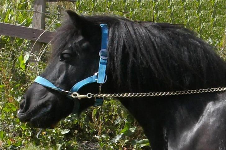 Shetlænder Børge "den sorte" :) billede 13