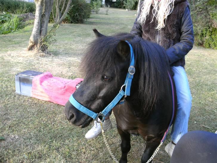 Shetlænder Børge "den sorte" :) billede 14