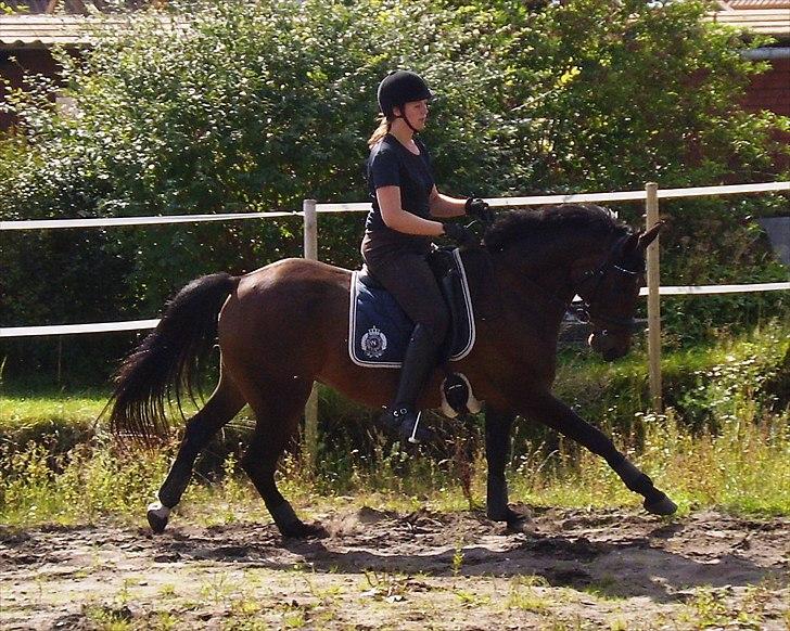 Anden særlig race Laban *Solgt* - Laban og Anni i galop den 5. september 2010. Fotograf: mig billede 9