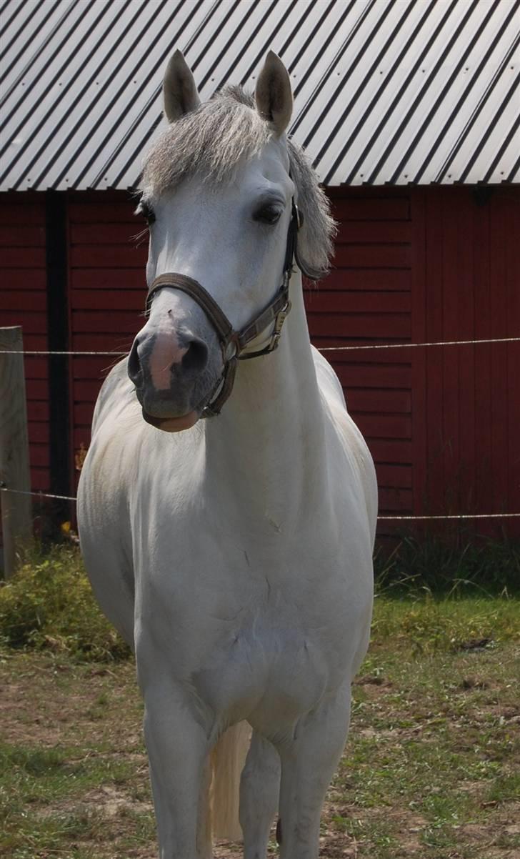 Anden særlig race Malu <33 billede 3