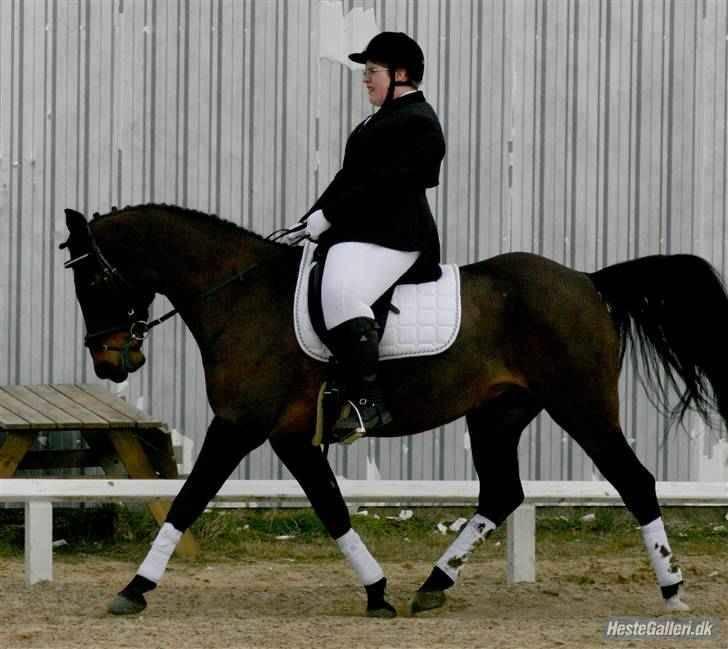 Anden særlig race Laban *Solgt* - Os i trav på opvarmningsbanen til stævne i Helle Rideklub den 22. marts 2009. Fotograf: Marianne billede 12